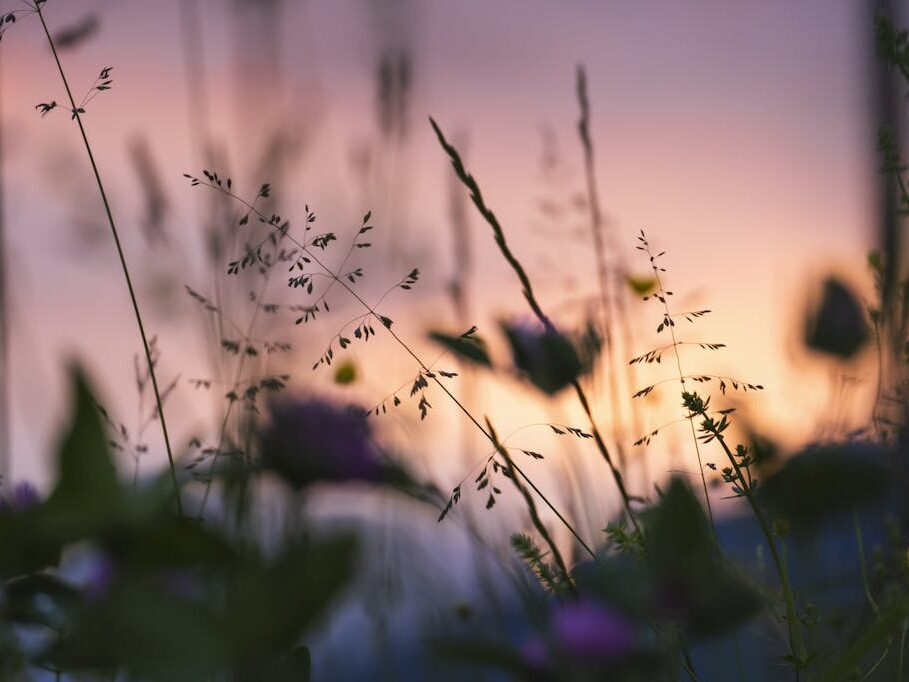 Selective Focus of Plants